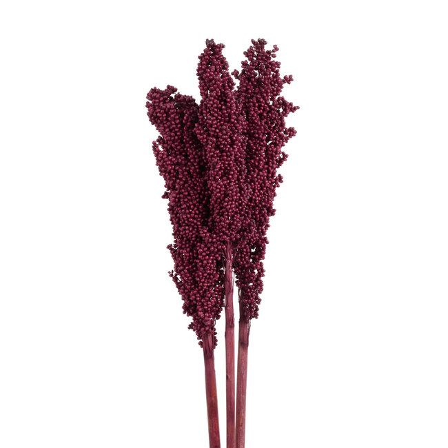 Burgundy Milo Berries Pick