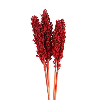Red Milo Berries Pick