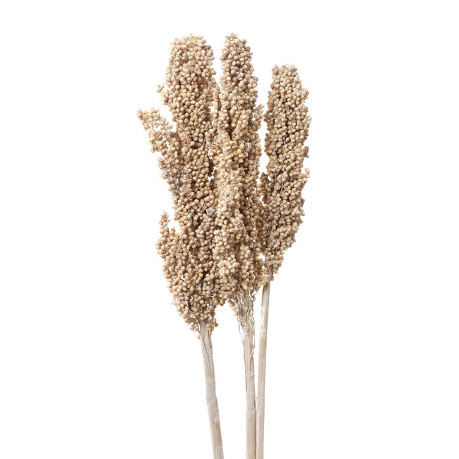 White Milo Berries Pick