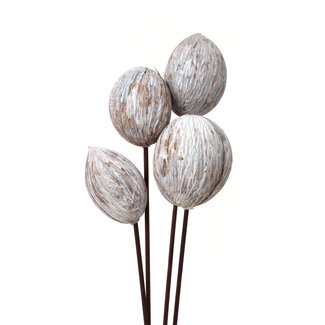 White Washed Mintolla Balls Pick