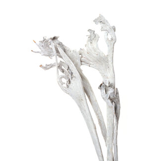 White Wash Natraj Pick
