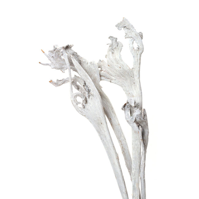 White Wash Natraj Pick