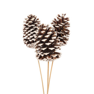 Jumbo White Tip 3 Stem Pinecone Pick