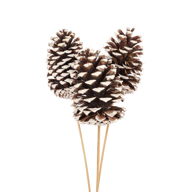 Jumbo White Tip 3 Stem Pinecone Pick