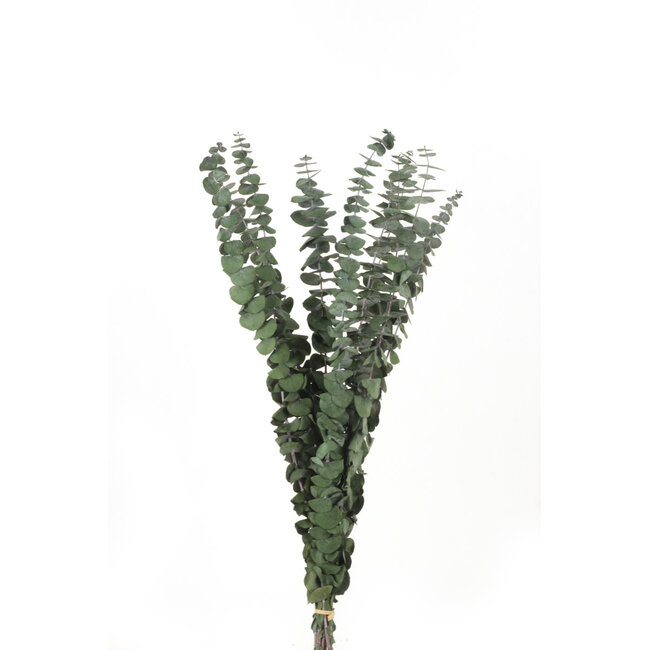 Preserved Eucalyptus Spiral