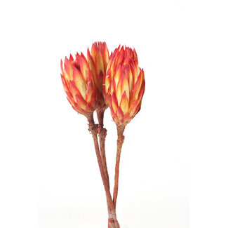 Red Repens Pick
