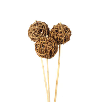 Natural Root Ball 3 Stem Pick