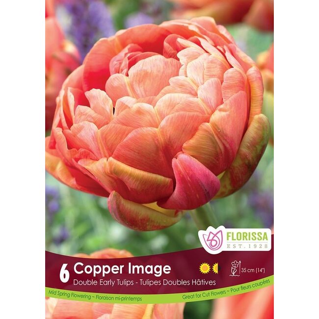 Tulip - Copper Image