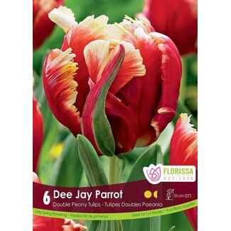 Tulip - Dee Jay Parrot