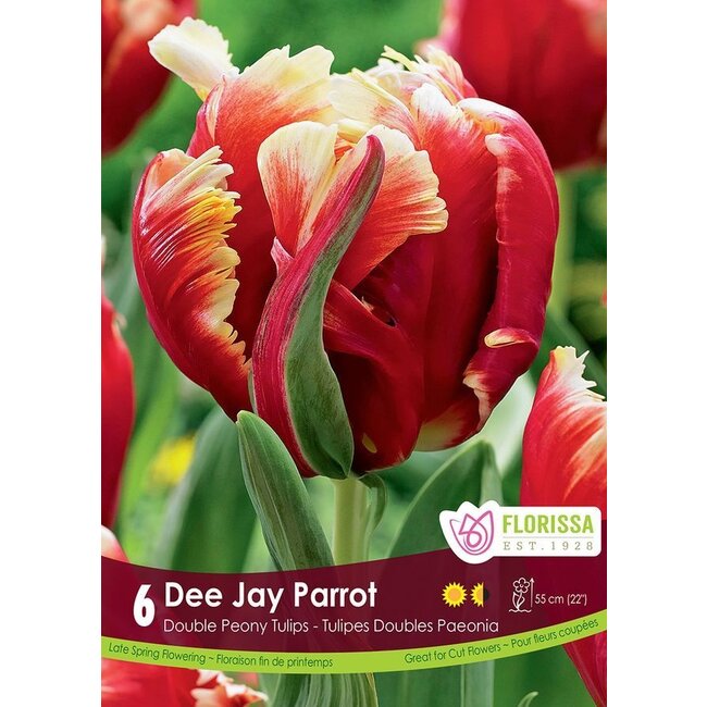 Tulip - Dee Jay Parrot
