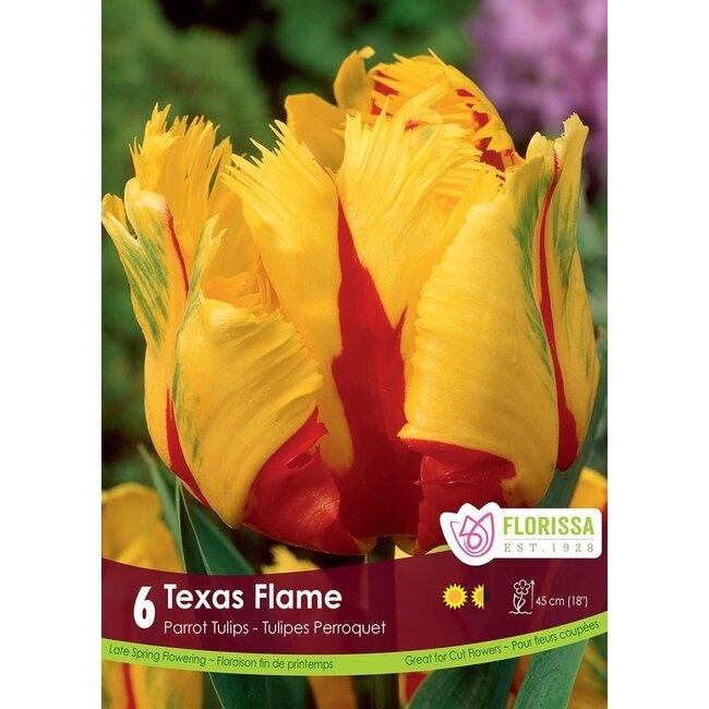Tulip - Texas Flame