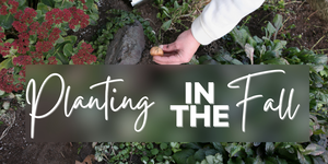 Planting in the Fall