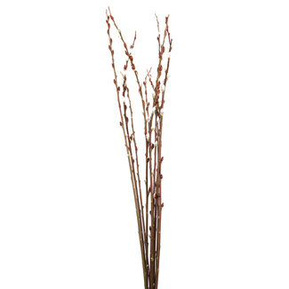 Giant Pussy Willow 4-5'