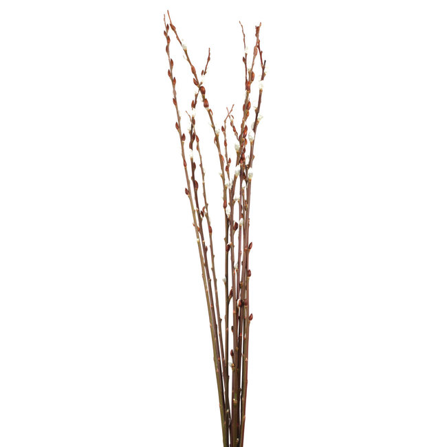 Giant Pussy Willow 4-5'