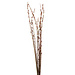 Giant Pussy Willow 4-5'