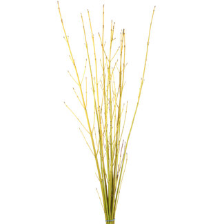 Dogwood - Natural Yellow 3-4'