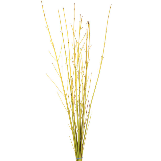 Dogwood - Natural Yellow 3-4'