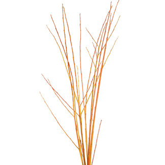 Flame Willow - Natural 3-4'