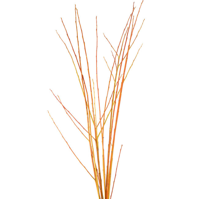 Flame Willow - Natural 3-4'