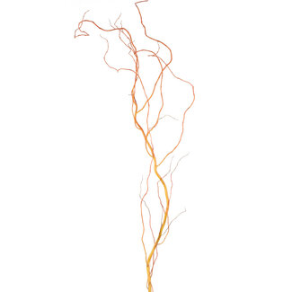 Curly Willow - Natural Red 5-6'