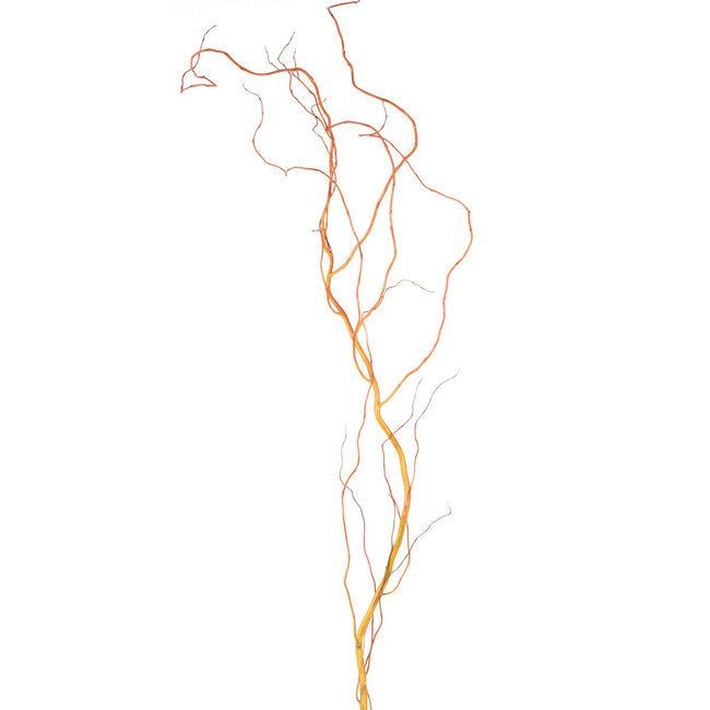 Curly Willow - Natural Red 5-6'