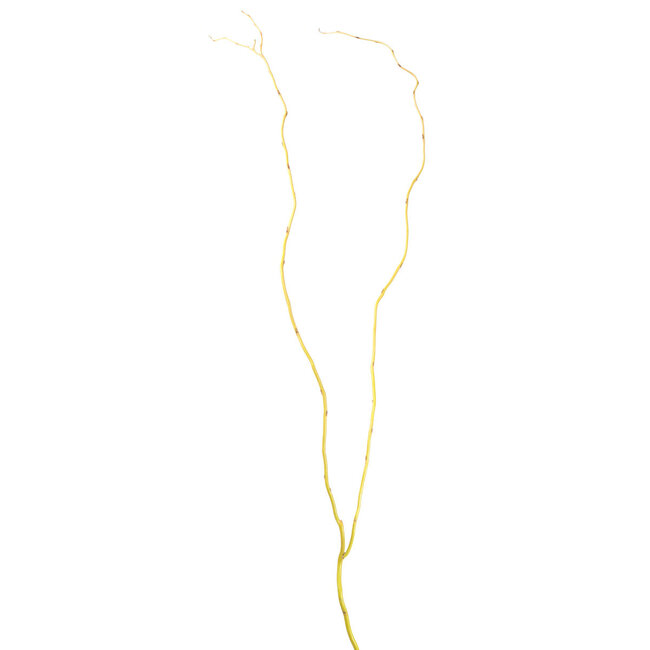 Curly Willow - Natural Yellow