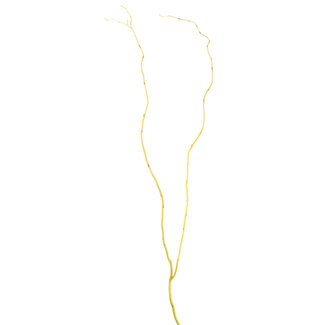 Curly Willow - Natural Yellow 4-5'