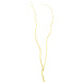 Curly Willow - Natural Yellow 4-5'