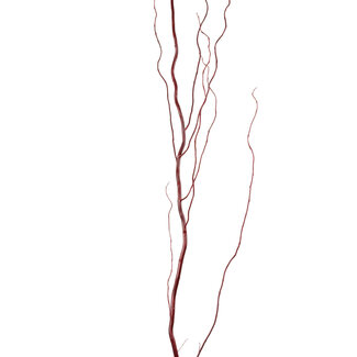 Curly Willow - Natural Red 4-5'