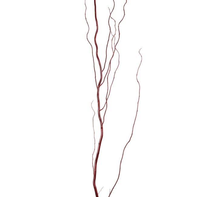 Curly Willow - Natural Red 4-5'