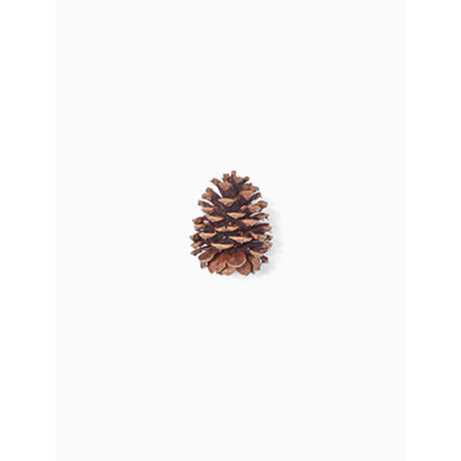 Ponderosa Pinecone