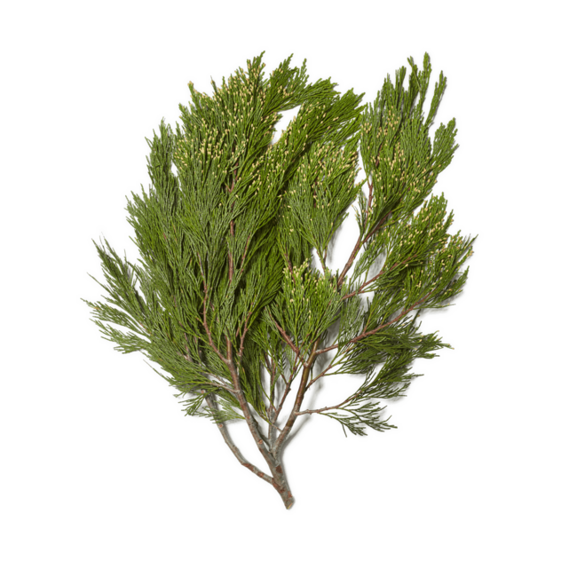 Incense Cedar Bough