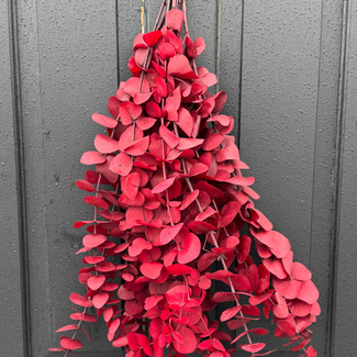 28" Eucalyptus Preserved Red