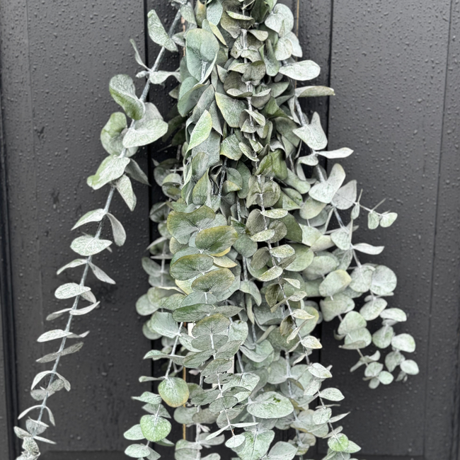 28" Eucalyptus Preserved Natural