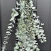 28" Eucalyptus Preserved Natural