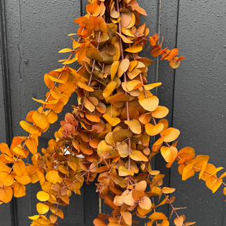 28" Eucalyptus Preserved Gold