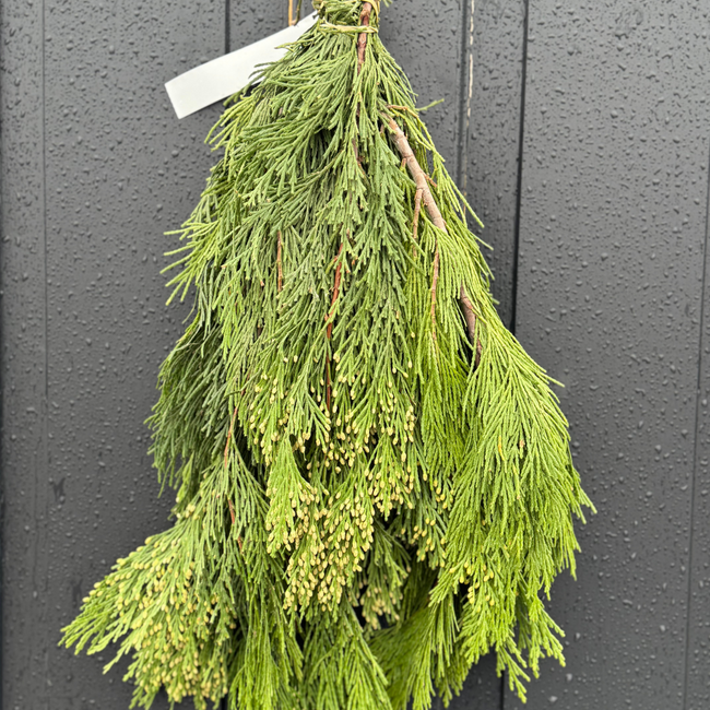Incense Cedar Bough