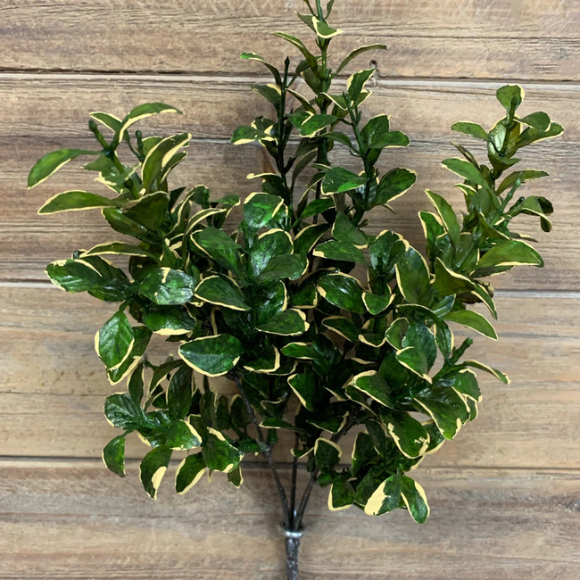 14" Golden Euonymus Pick