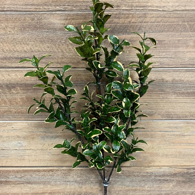 26" Golden Euonymus Pick