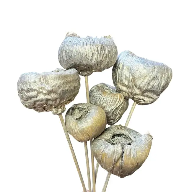 2.5" Champagne Talami Pick