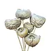 2.5" Champagne Talami Pick