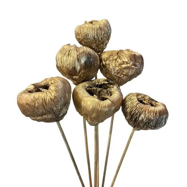 2.5" Gold Talami Pick