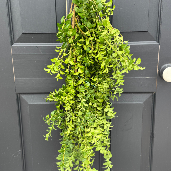 Boxwood Bunch