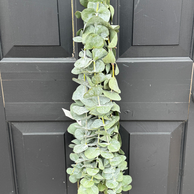 Eucalyptus True Blue 10st