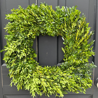 20" Square Boxwood Wreath
