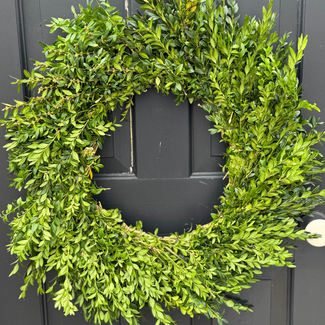 24" Round Green Boxwood Wreath