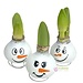 Snowman Amaryllis