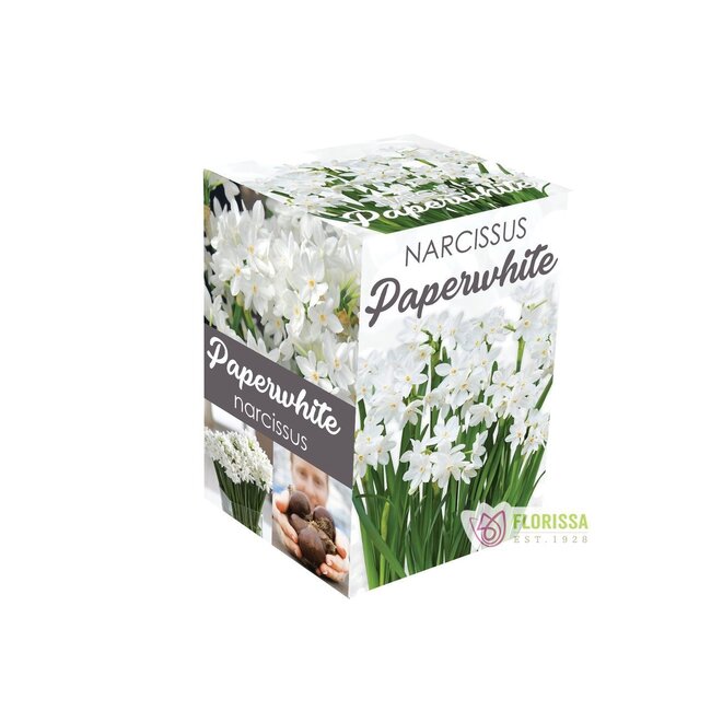Paperwhites Narcissus Kit