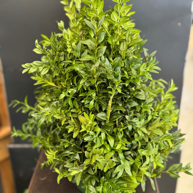 15" Boxwood Tree