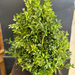 15" Boxwood Tree